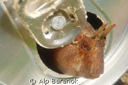 This (little blenny in a beer can) photo was shot in Marm... by Alp Baranok 